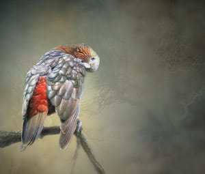 Kākā post feature image