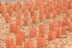 Rabbit-proof                                                                                 planting post feature image