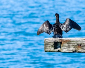 Shag Wellington post feature image