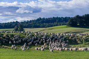 Sheep Central Plateau post feature image