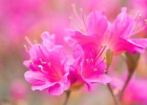 Small-flowered azalea post feature image