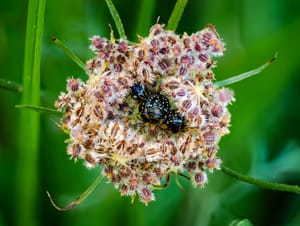 Southern green shield bugs post feature image