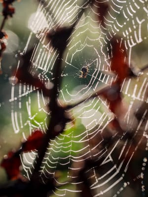 Spider web morning dew post feature image