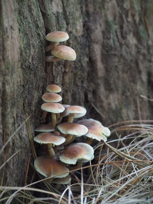 Sulphur tuft mushrooms post feature image