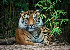 Sumatran tiger post feature image