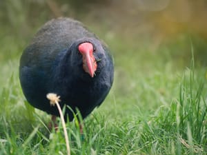 Takahe post feature image