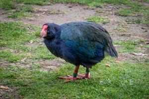 Takahe post feature image