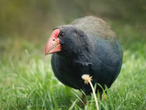 Takahe post feature image