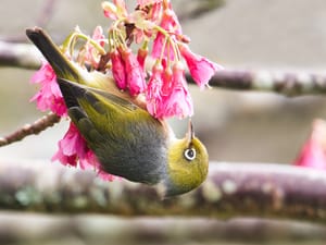 Tauhou post feature image