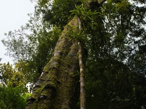 Tawa and Rewarewa post feature image