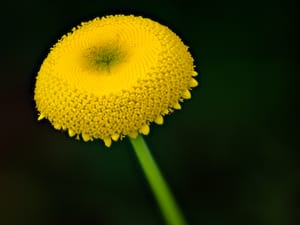 Textured flower head post feature image