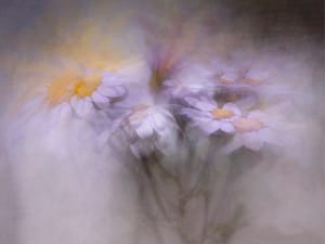 White-petalled daisies post feature image