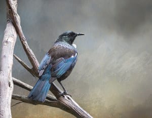 Tūī rests on a branch post feature image