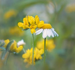 Dew-covered flowers post feature image