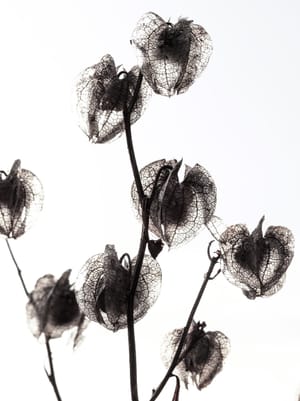 Transparent seed pods post feature image