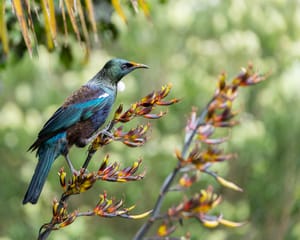 Tui flax post feature image