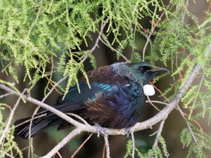 Tui post feature image