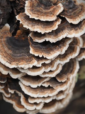 Turkey Tail mushroom post feature image