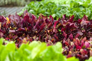 Vegetable seedlings post feature image