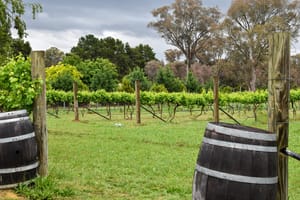 Vines Murrumbateman Winery post feature image