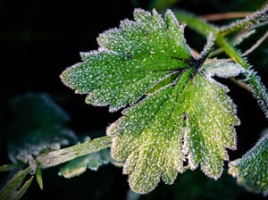 Winter frost green leaf post feature image