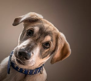 Young dog post feature image