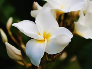 White frangipani post feature image