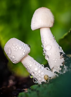 White mushrooms dew post feature image