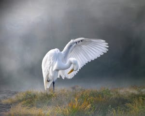 White heron post feature image