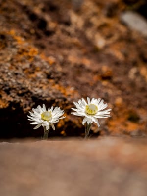 White mountain daisy post feature image