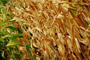 Colours of Maize post feature image