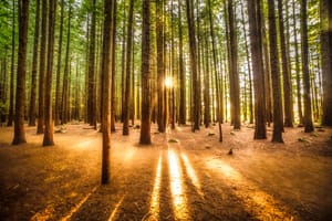 Sun rays post feature image