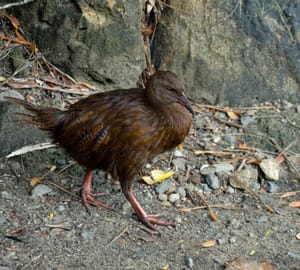 Birds - Weka post feature image