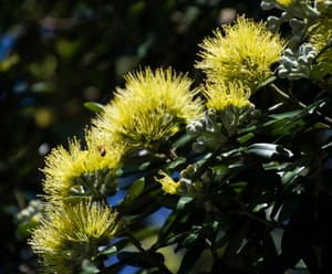 Pohutukawa tree post feature image